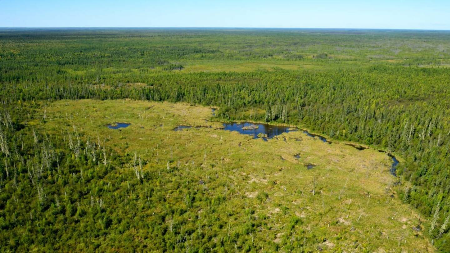 Behold! The Worldâs Largest Beaver Dam