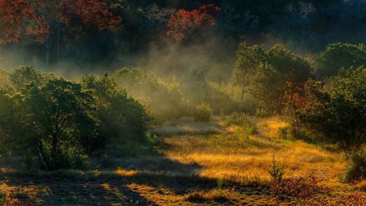 A grove of mountain cedar releases clouds of pollen.