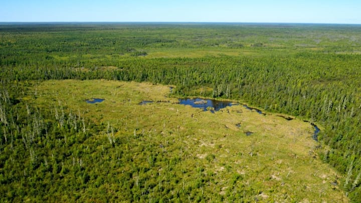 The beaver dam to end all beaver dams.