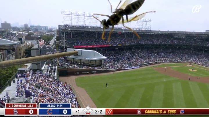 A hornet on the Bally Sports broadcast camera during a game between the Chicago Cubs and St. Louis Cardinals. A hornet on the Bally Sports broadcast camera during a game between the Chicago Cubs and St. Louis Cardinals.