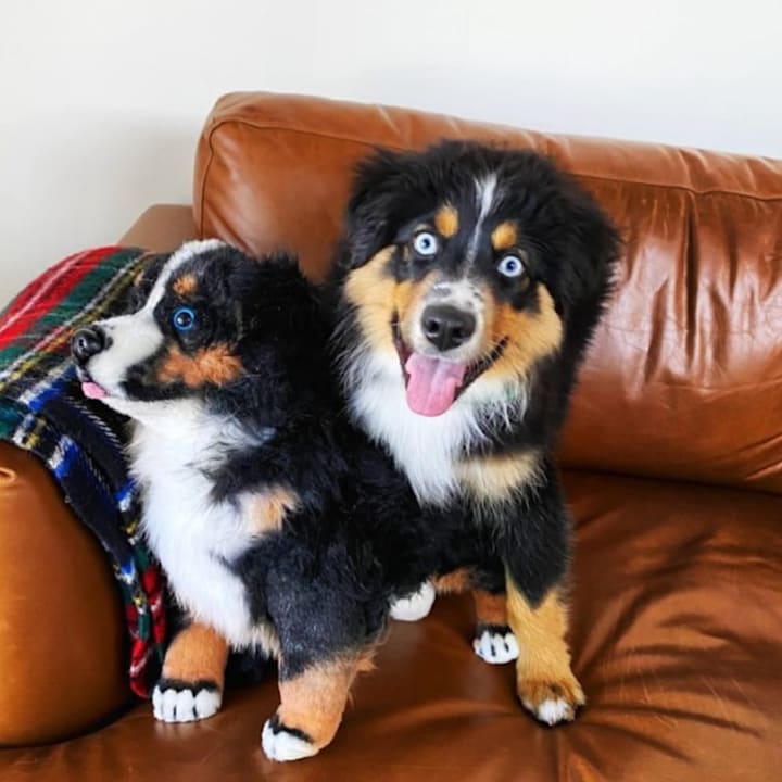 Stuffed dogs that look like your dog hotsell
