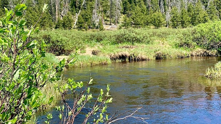 Protecting native trout habitat isn't always pretty. Protecting native trout habitat isn't always pretty.