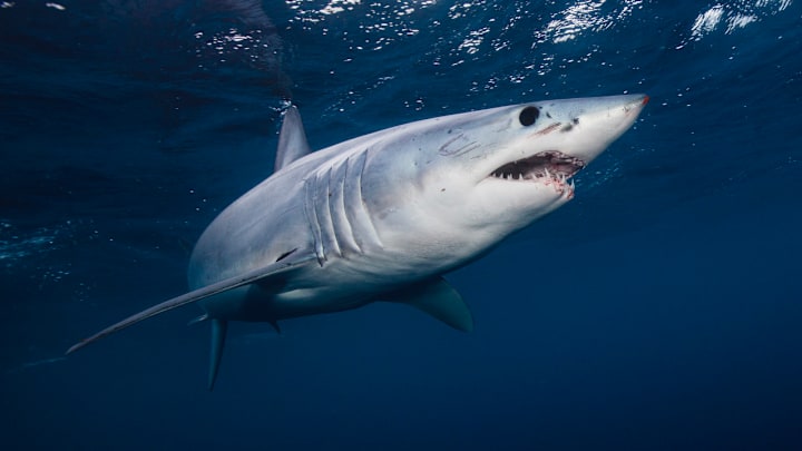 Mako shark