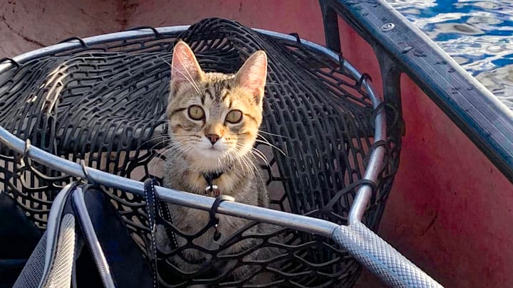 You don't see many cats in fishing boats, but I love having my favorite fishing companion along.