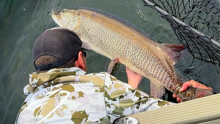 Check out the incredibly thick build on this giant muskie! 56" x 26"! Guide Jeff Van Remortel’s muskie set a new Wisconsin catch-and-release record on Green Bay. Check out the incredibly thick build on this giant muskie! 56" x 26"! Guide Jeff Van Remortel’s muskie set a new Wisconsin catch-and-release record on Green Bay.