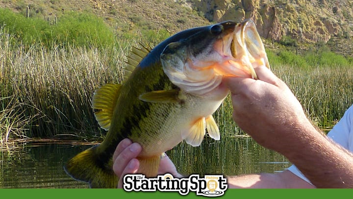 Today on The Starting Spot: Wheeler Connell Win, Greatest Moment in Bassmaster II, Vertical Jigging Spoons for Bass Today on The Starting Spot: Wheeler Connell Win, Greatest Moment in Bassmaster II, Vertical Jigging Spoons for Bass