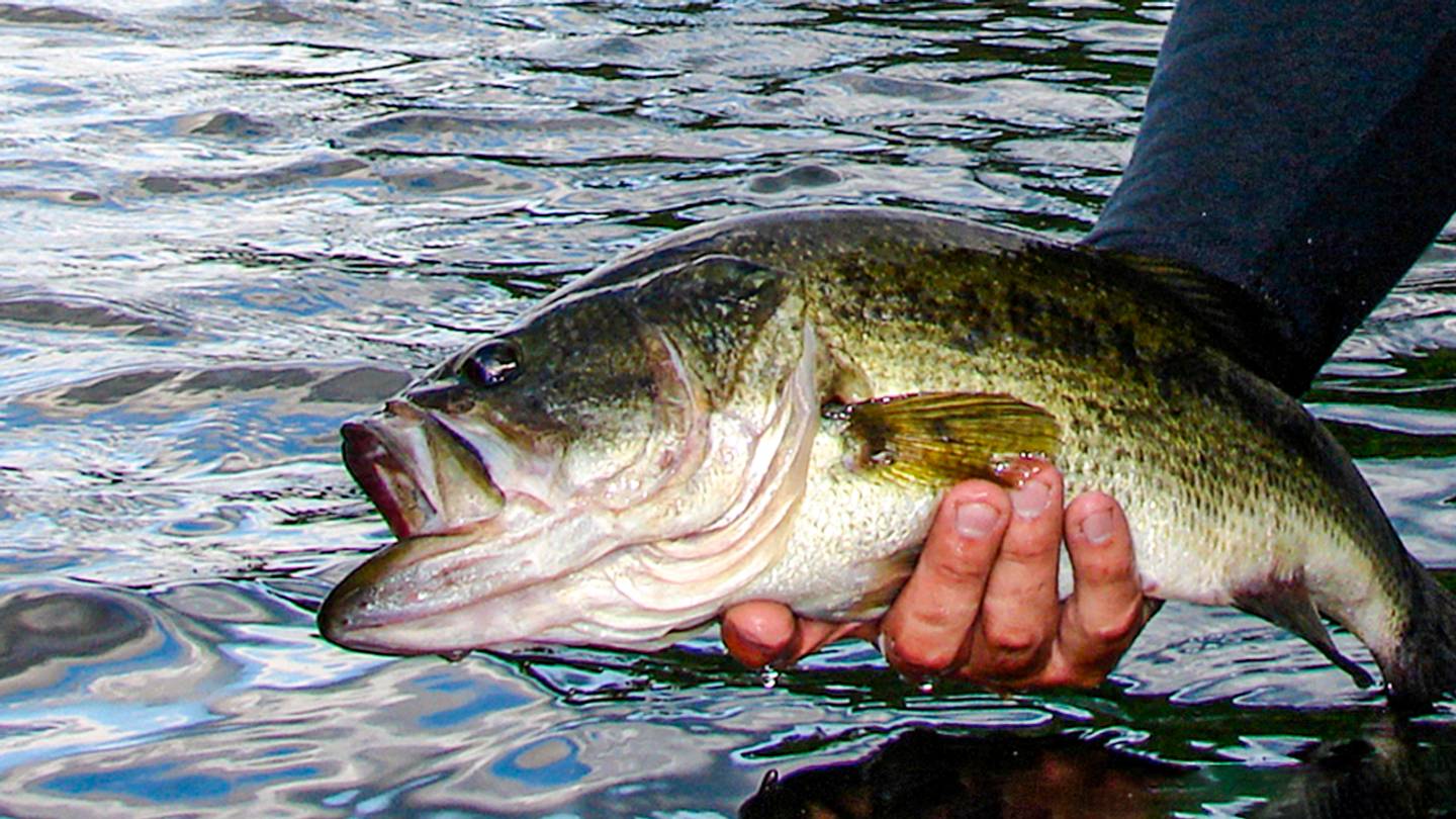 Behind the DQs: Is a Broken System Adding to Bass Fishing’s Integrity ...