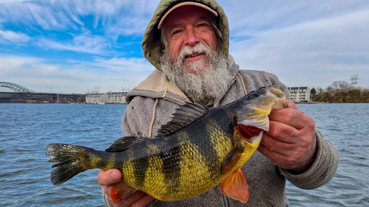 This Maryland fisherman has broken a 45-year-old record, landing a 2.3-pound yellow perch in the Susquehanna River. This Maryland fisherman has broken a 45-year-old record, landing a 2.3-pound yellow perch in the Susquehanna River.