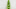single pea pod slightly open showing several peas