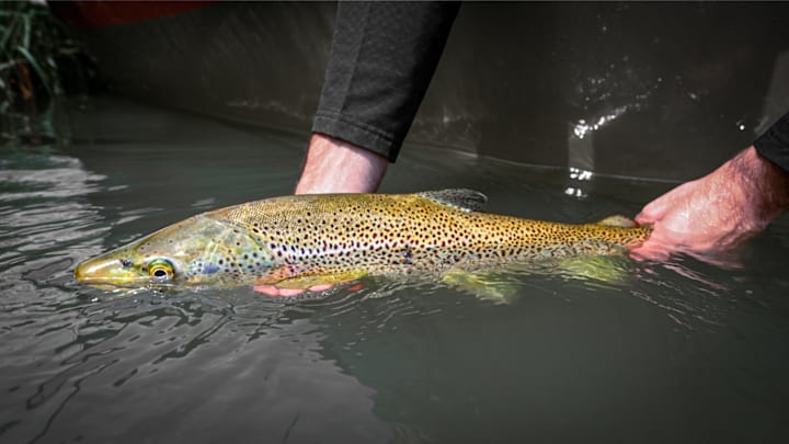 A big brown from the Bow River in Calgary.