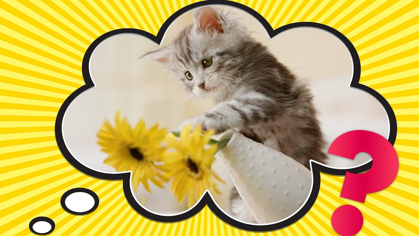 Why Must My Cat Knock Things Over?