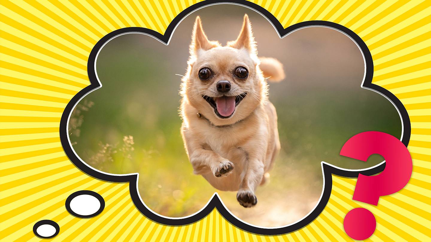 Why Do We Call Dogs Fido?