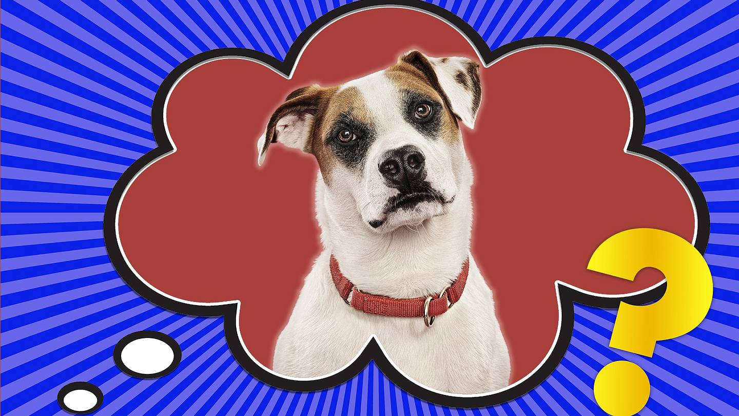 Should You Remove Your Dogâs Collar When at Home?