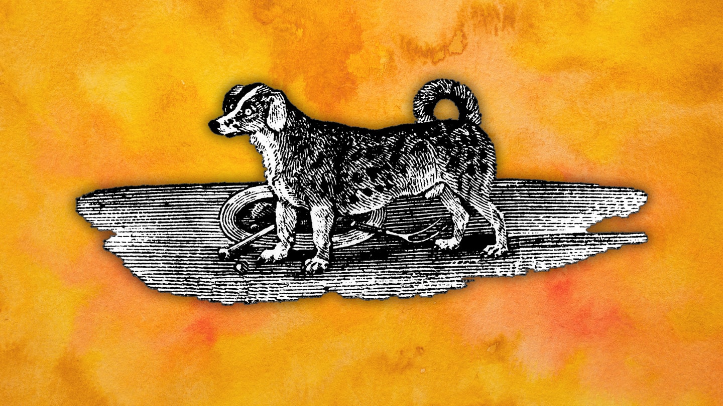 The Sad, Strange History of Turnspit Dogs