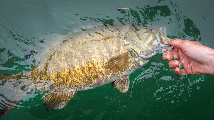 Releasing a smallmouth bass from the Lower Niagara river. Releasing a smallmouth bass from the Lower Niagara river.