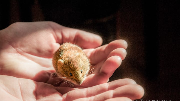 Yes, a trout will eat a furry little creature. 