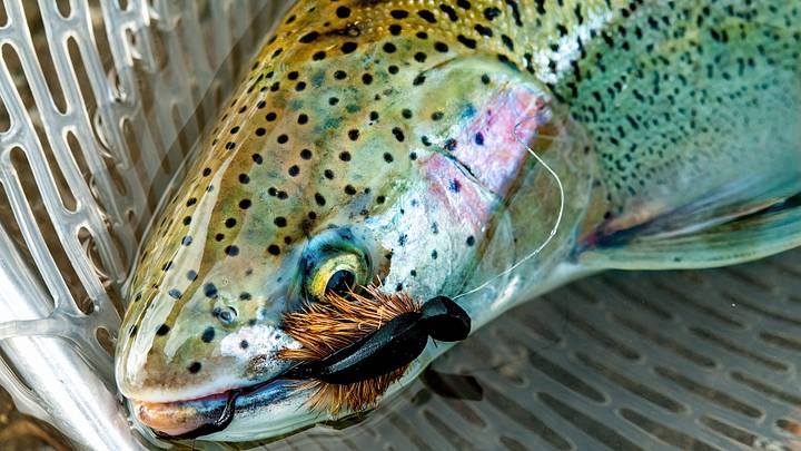 Fly Fishing Tips: Always Carry a Mouse in Your Pocket.