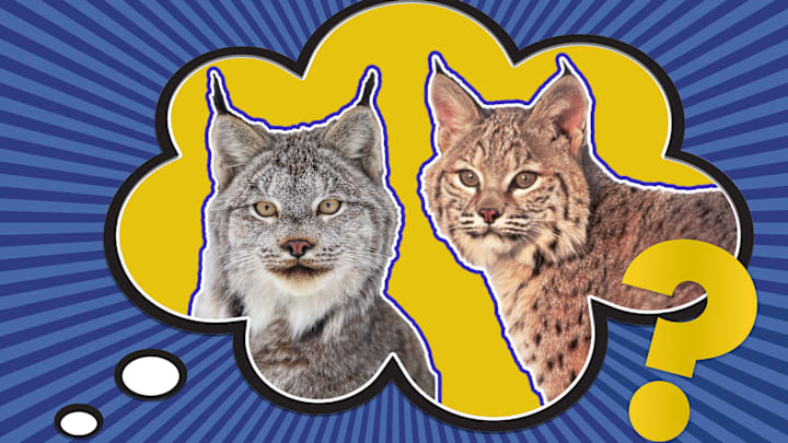 Canada lynx (left) and bobcat (right).