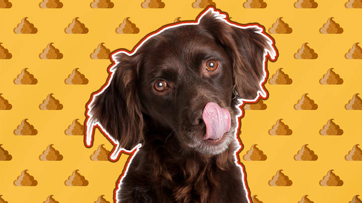 When it comes to eating poop, it's definitely ok to yuck your dog's yum.