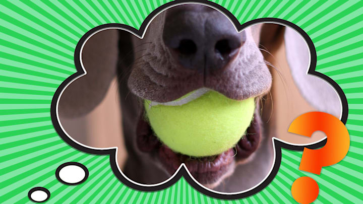 A dog and his favorite toy.