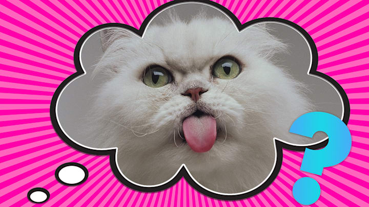 A fantastic blep.