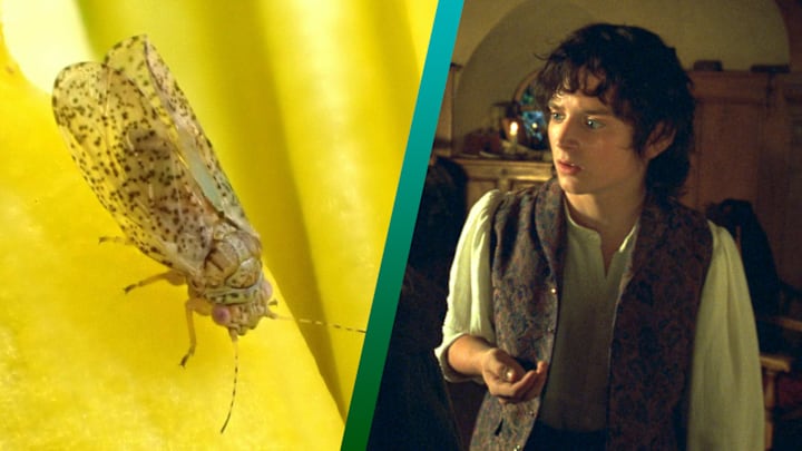 'Psylla frodobagginsi' (left) and Elijah Wood as Frodo Baggins in 'The Lord of the Rings: The Fellowship of the Ring' (2001).