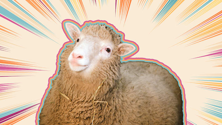 Dolly the sheep.