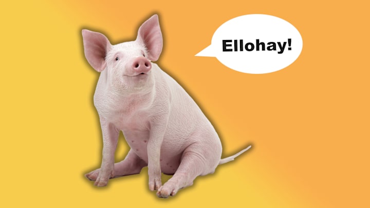 This little piggy says "hello." 
