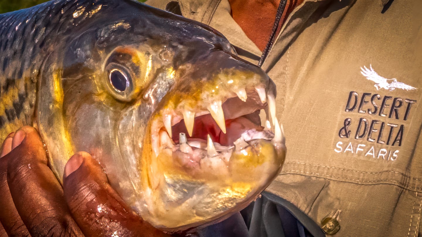 It’s the Stuff of Dreams. Fly Fishing and Adventure in the Wilds of Africa.