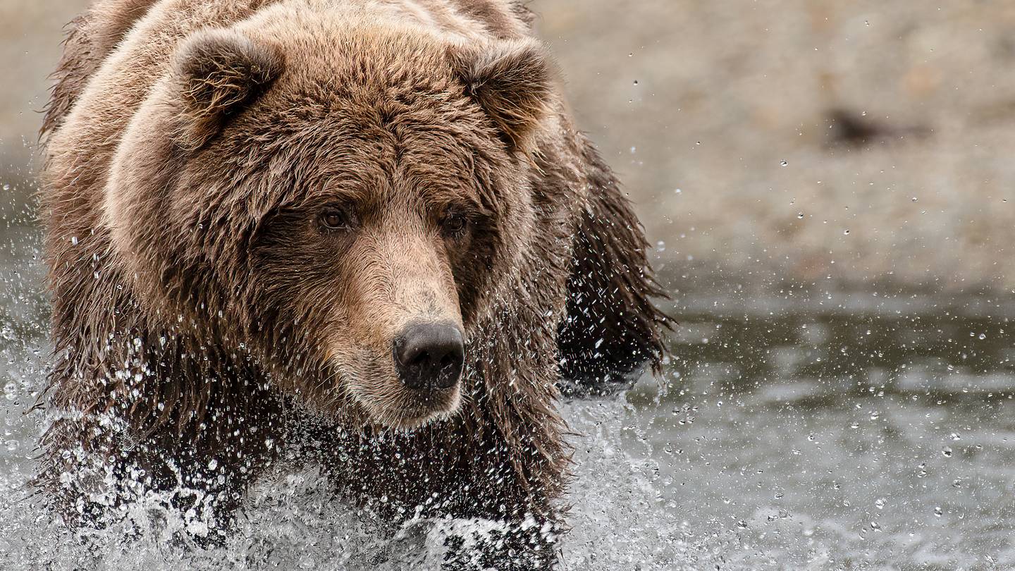 What It Was Like to Be Charged by an Alaskan Brown Bear -- and What I Learned