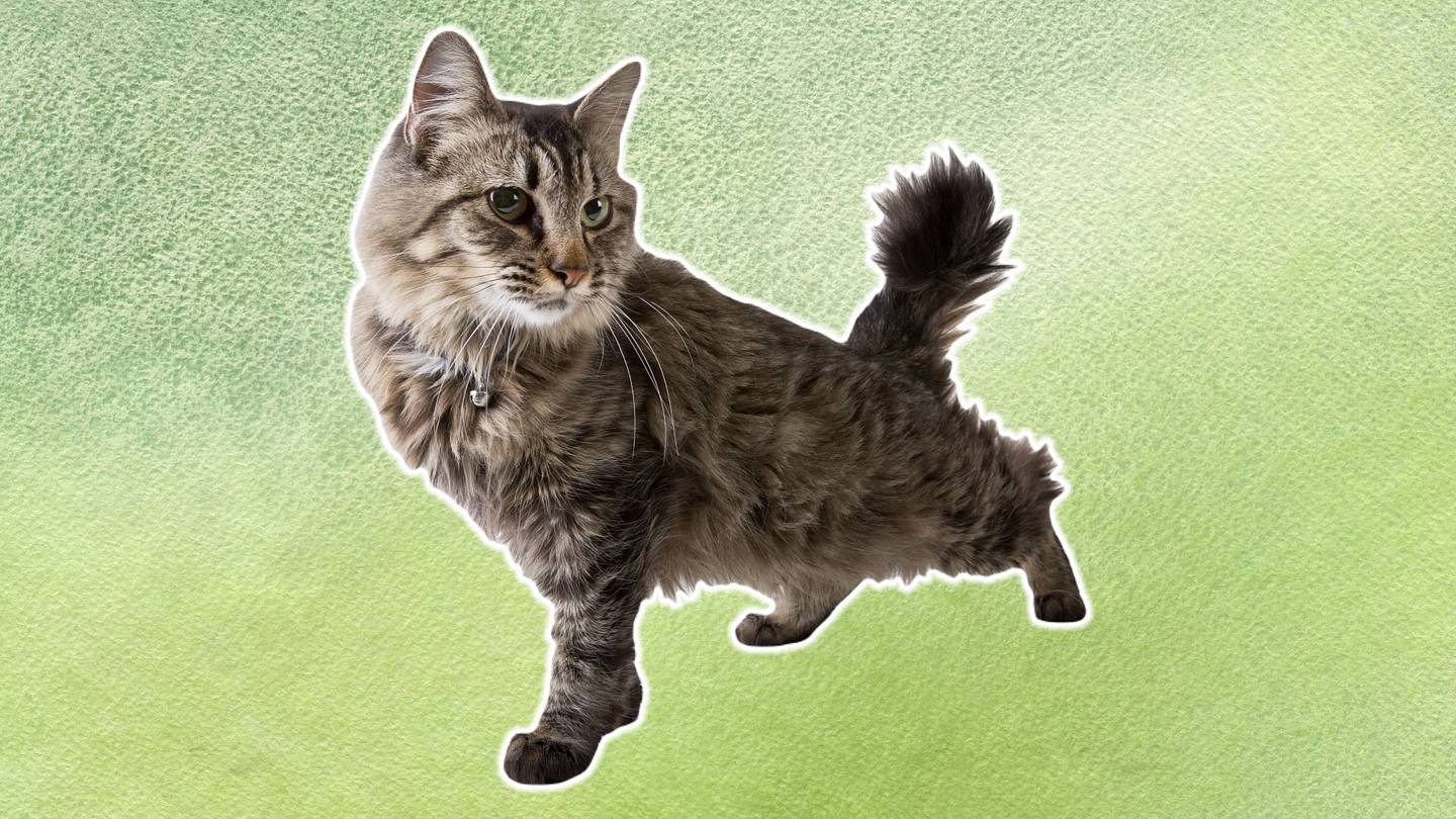 5 Facts About American Bobtail Cats