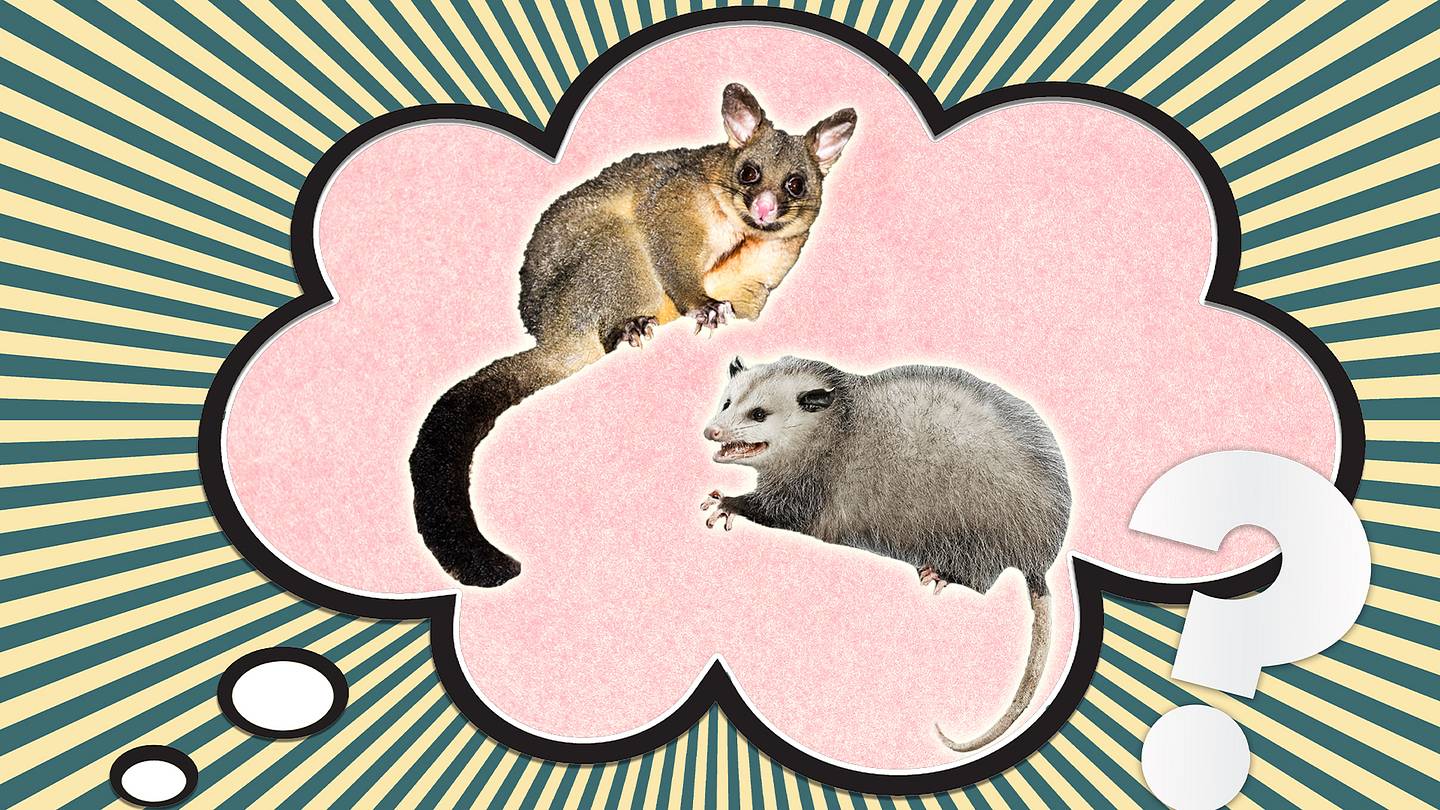 Whatâs the Difference Between a Possum and an Opossum?
