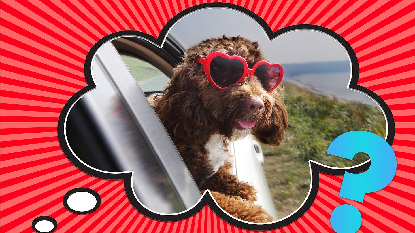 Why Do Dogs Stick Their Heads Out of Car WindowsâAnd Is it Safe?