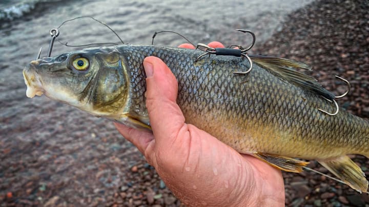 Foot-long suckers rigged with quick-strike rigs are potent medicine for fall muskies.