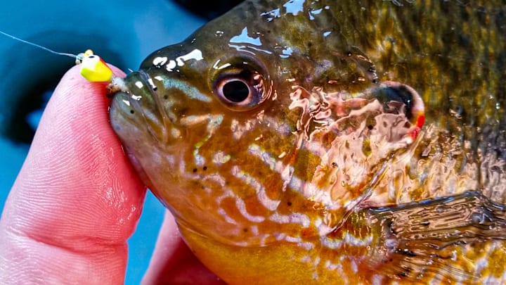 Nothing puts a bend in an ultralight rod quite like a beefy bluegill. Follow these tips to put more slab bluegills on the ice.