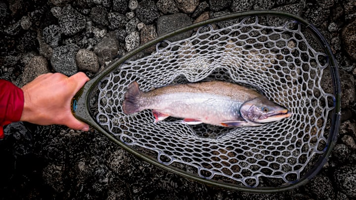 Arctic Char Arctic Char