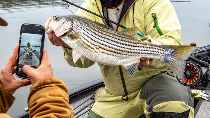 A little more than an hour outside of Charlotte, NC, can get you into some good striped bass fishing on a fly rod. 