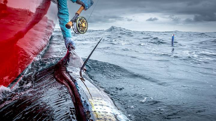 A Pacific sailfish alongside the boat after being landed on an 11-weight fly rod off Panama's Pacific coast. A Pacific sailfish alongside the boat after being landed on an 11-weight fly rod off Panama's Pacific coast.
