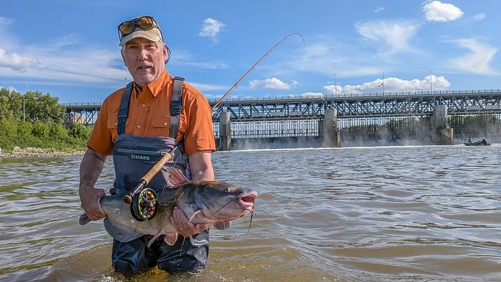 This big cat hit a 3" chartreuse Clouser minnow being stripped back on a sinking line. This big cat hit a 3" chartreuse Clouser minnow being stripped back on a sinking line.