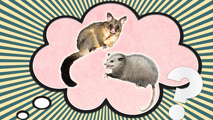 A possum (left) and an opossum (right).