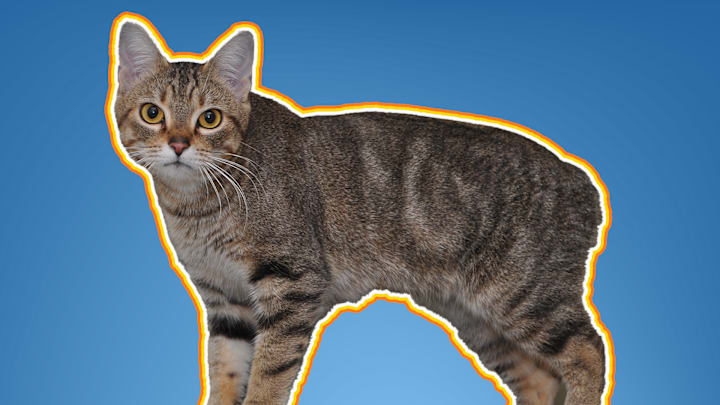 Not all Manx cats are tailless like this one.