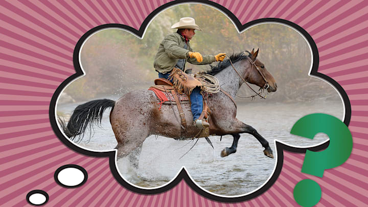 Go horsey, go! 