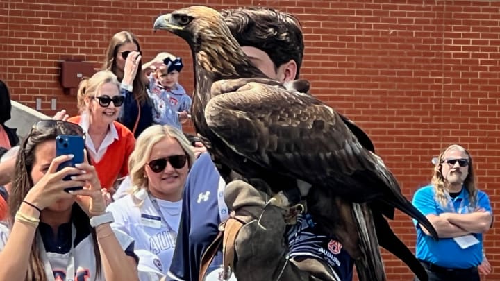 Golden Eagle Aurea Golden Eagle Aurea