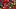 Hard Candy Panorama Hard Candy Panorama
