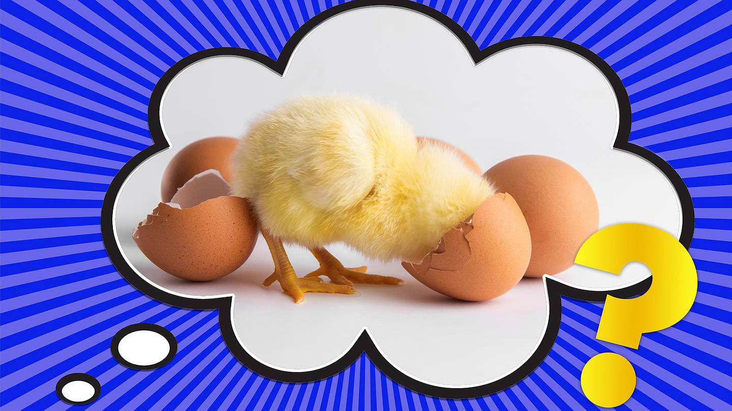 How Do Baby Birds Breathe Inside Their Eggs?