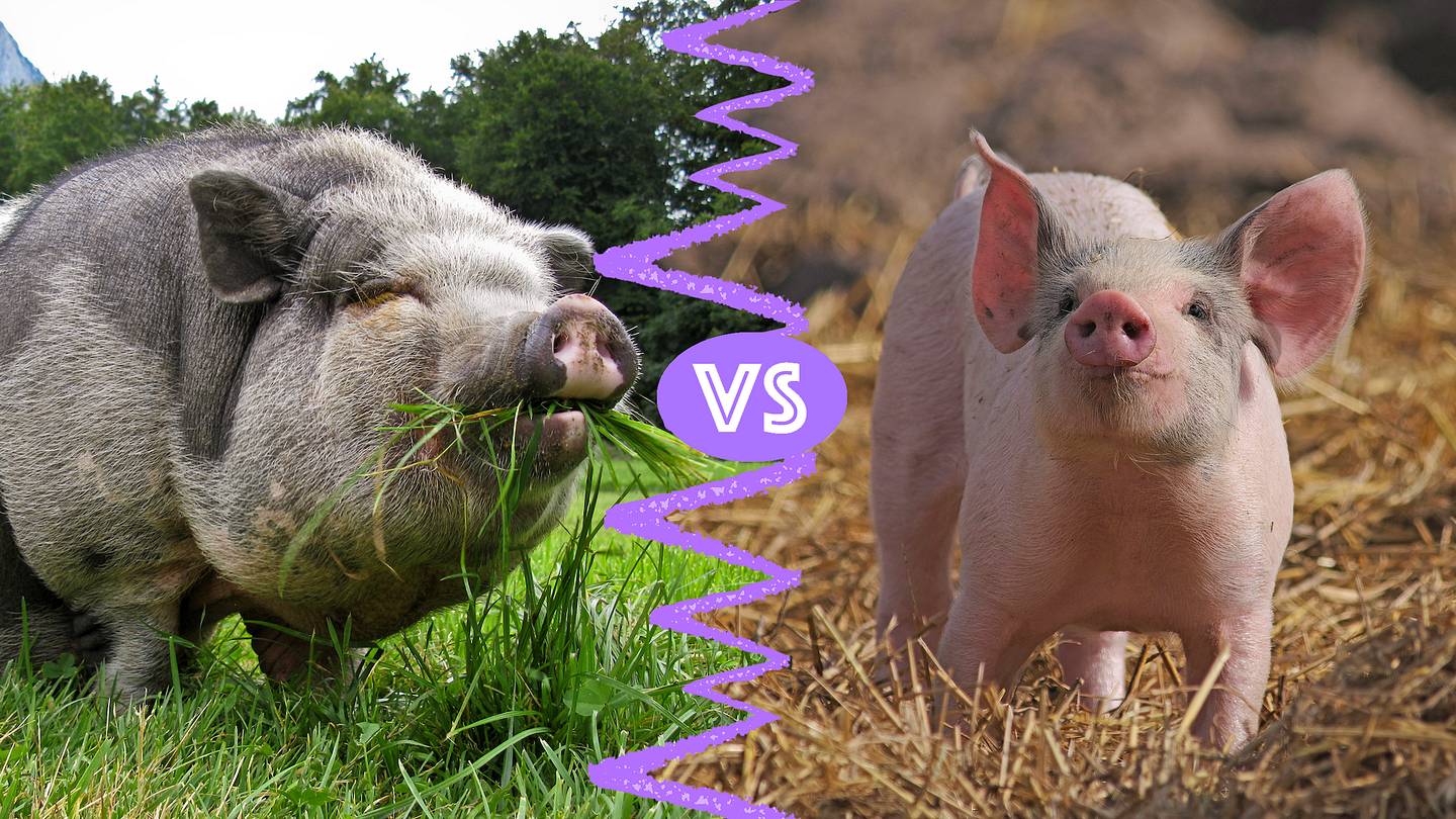 Pigs vs. Hogs: Whatâs the Difference?