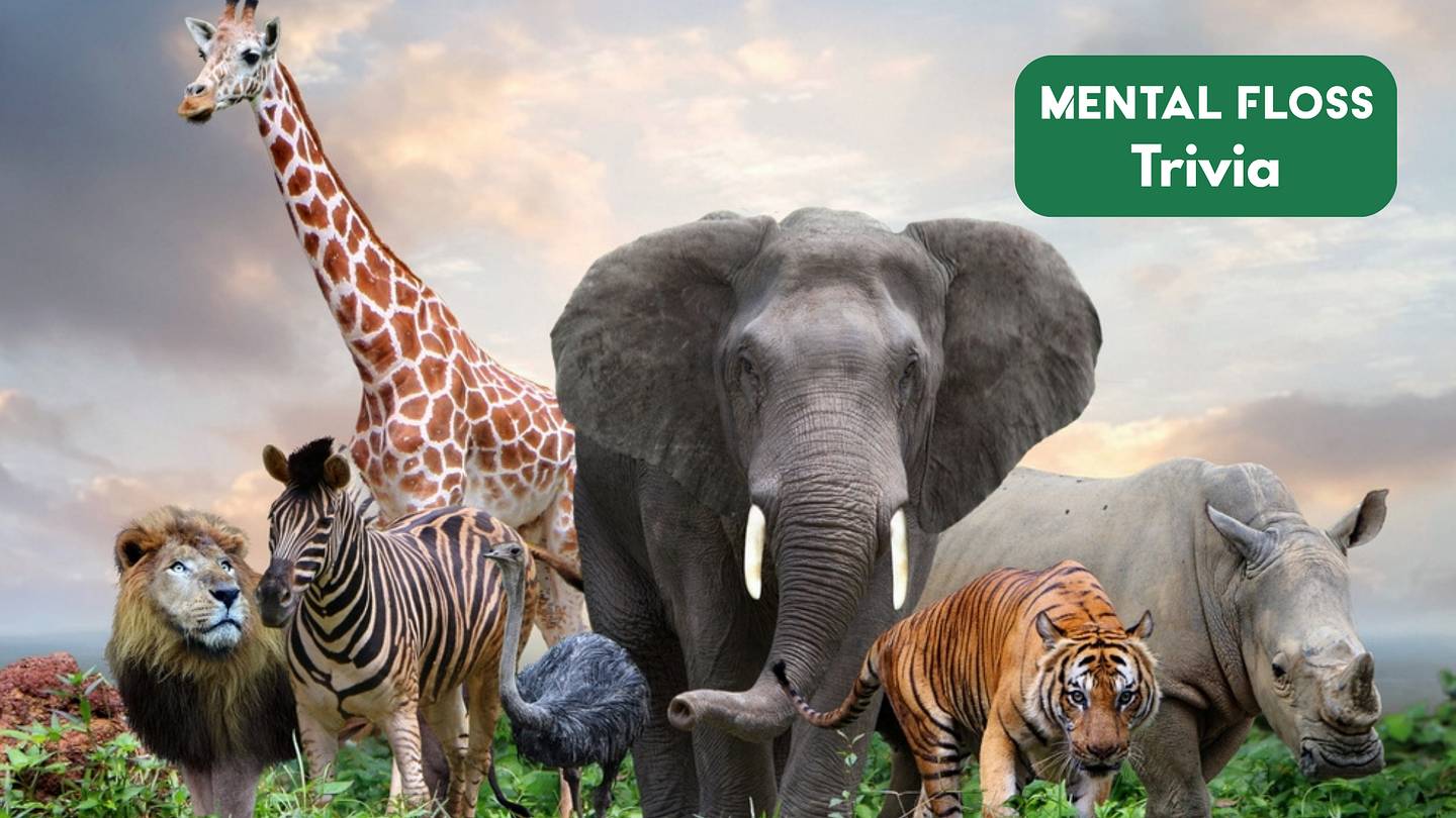 100 Animal Trivia Questions For a Wild Journey Through the Animal Kingdom
