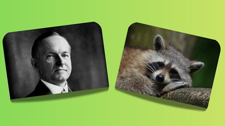 Calvin Coolidge, a raccoon Calvin Coolidge, a raccoon