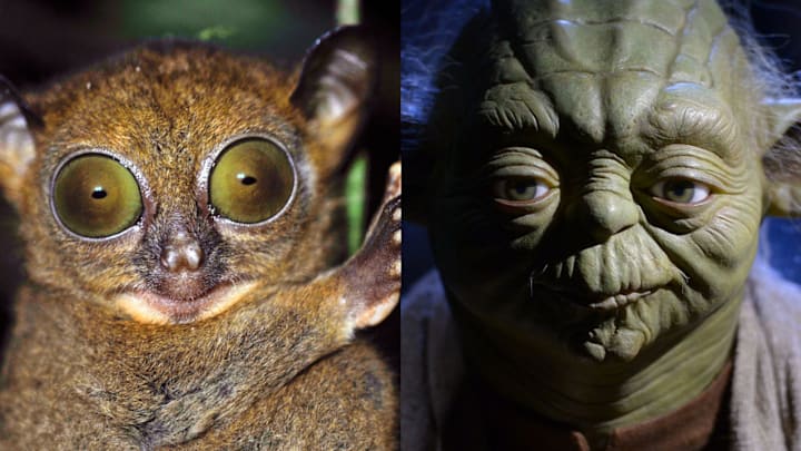 Tarsier and Yoda