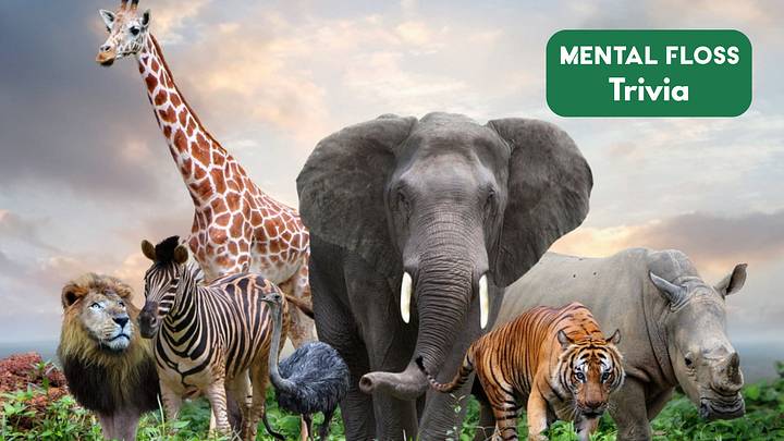 Jungle animals with "Mental Floss Trivia" sign Jungle animals with "Mental Floss Trivia" sign